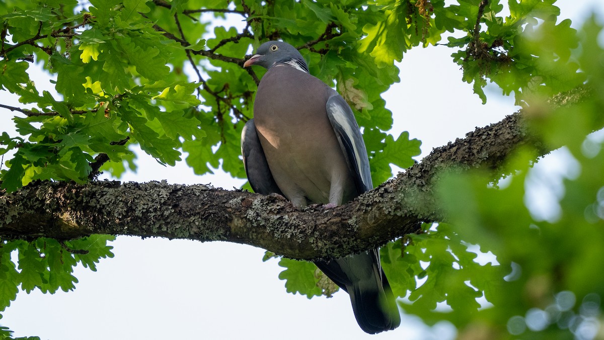 Common Wood-Pigeon - Steve McInnis