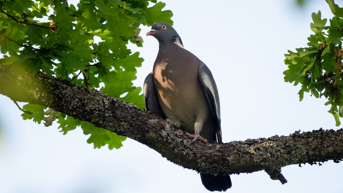 Common Wood-Pigeon - ML620584696