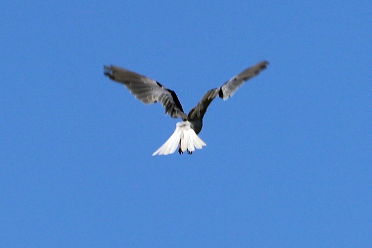 White-tailed Kite - ML620584732