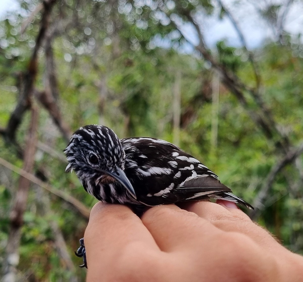 Cherrie's Antwren - Emmilly Farias