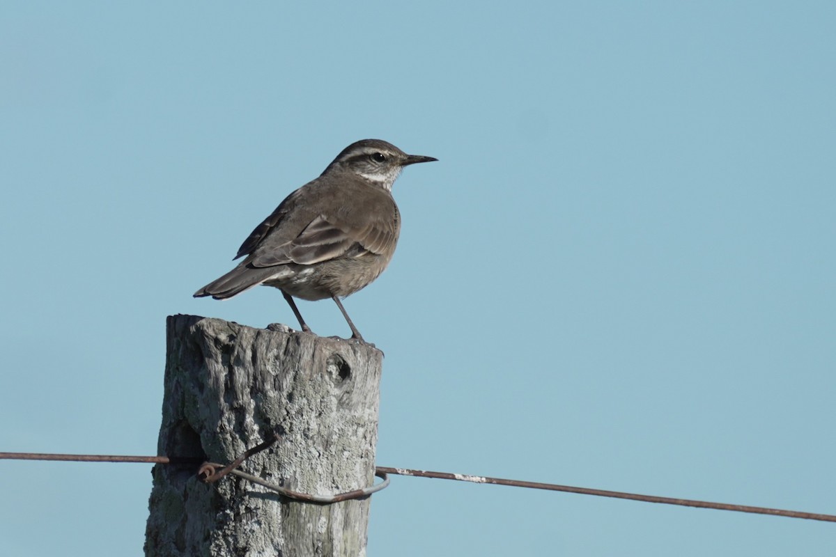 Buff-winged Cinclodes - ML620584783