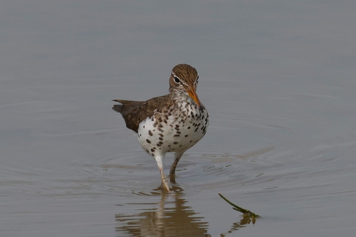 Spotted Sandpiper - ML620584792