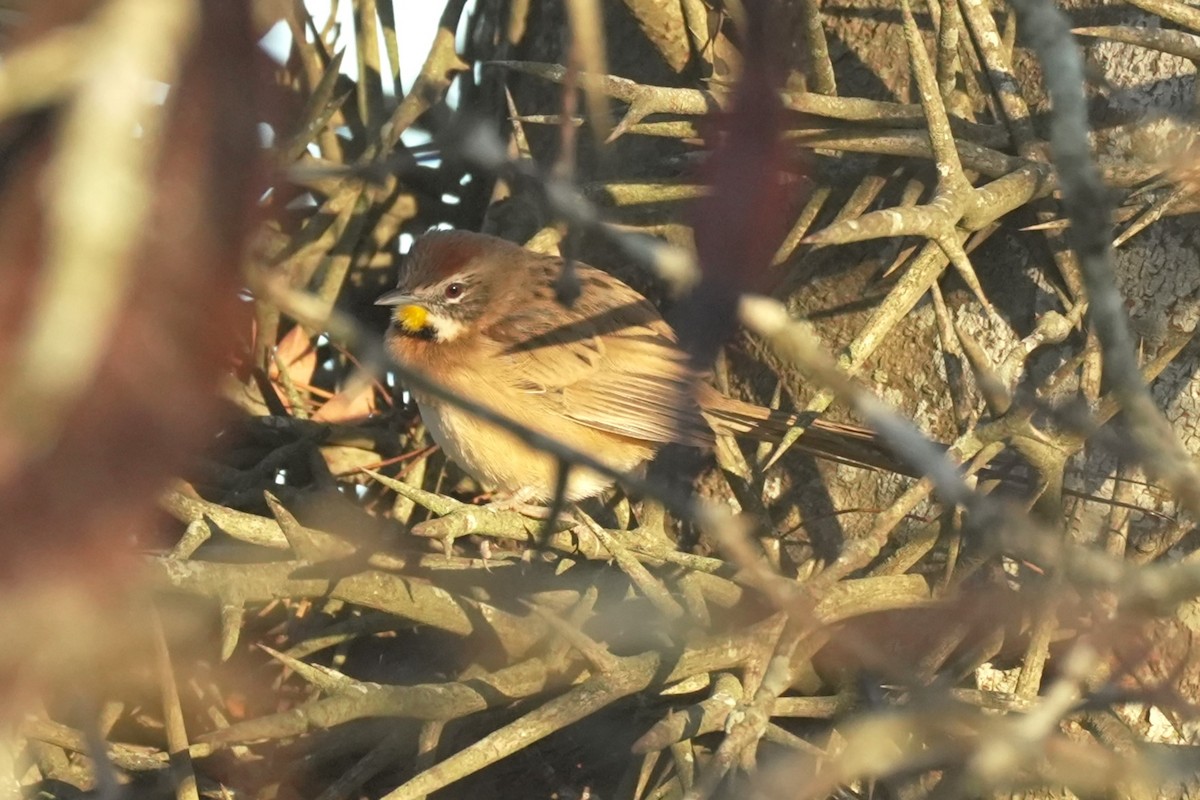 Chotoy Spinetail - ML620584795