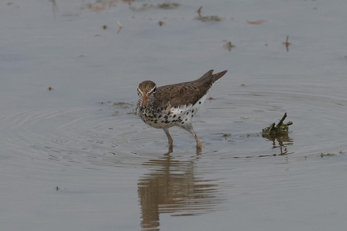 Spotted Sandpiper - ML620584796