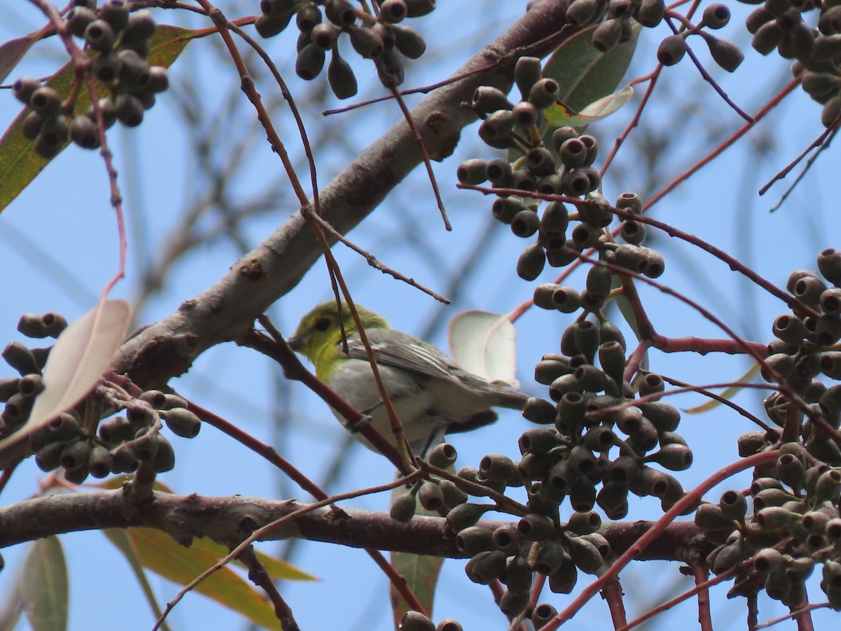 Vireo Gorjiamarillo - ML620584809