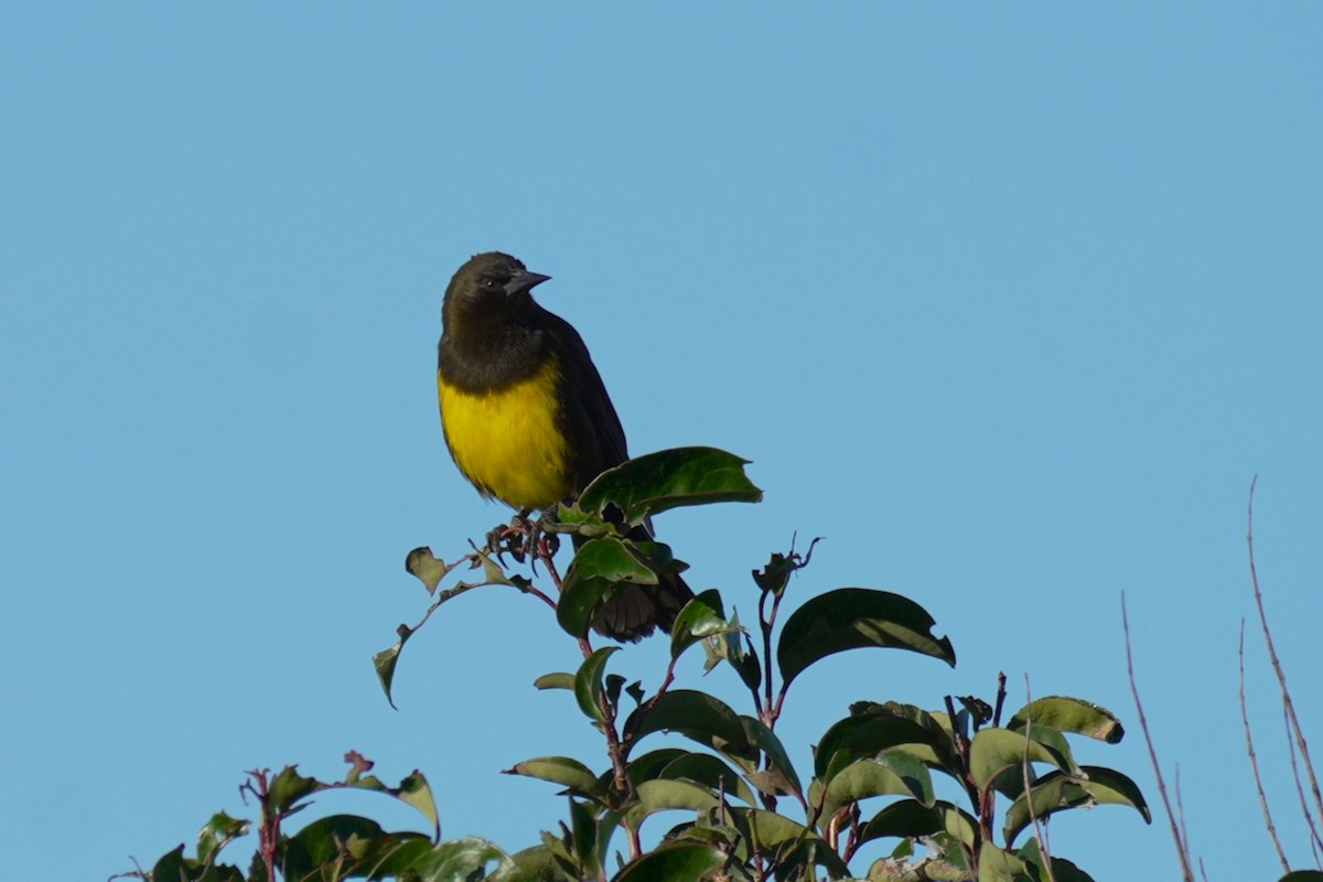 Brown-and-yellow Marshbird - ML620584820