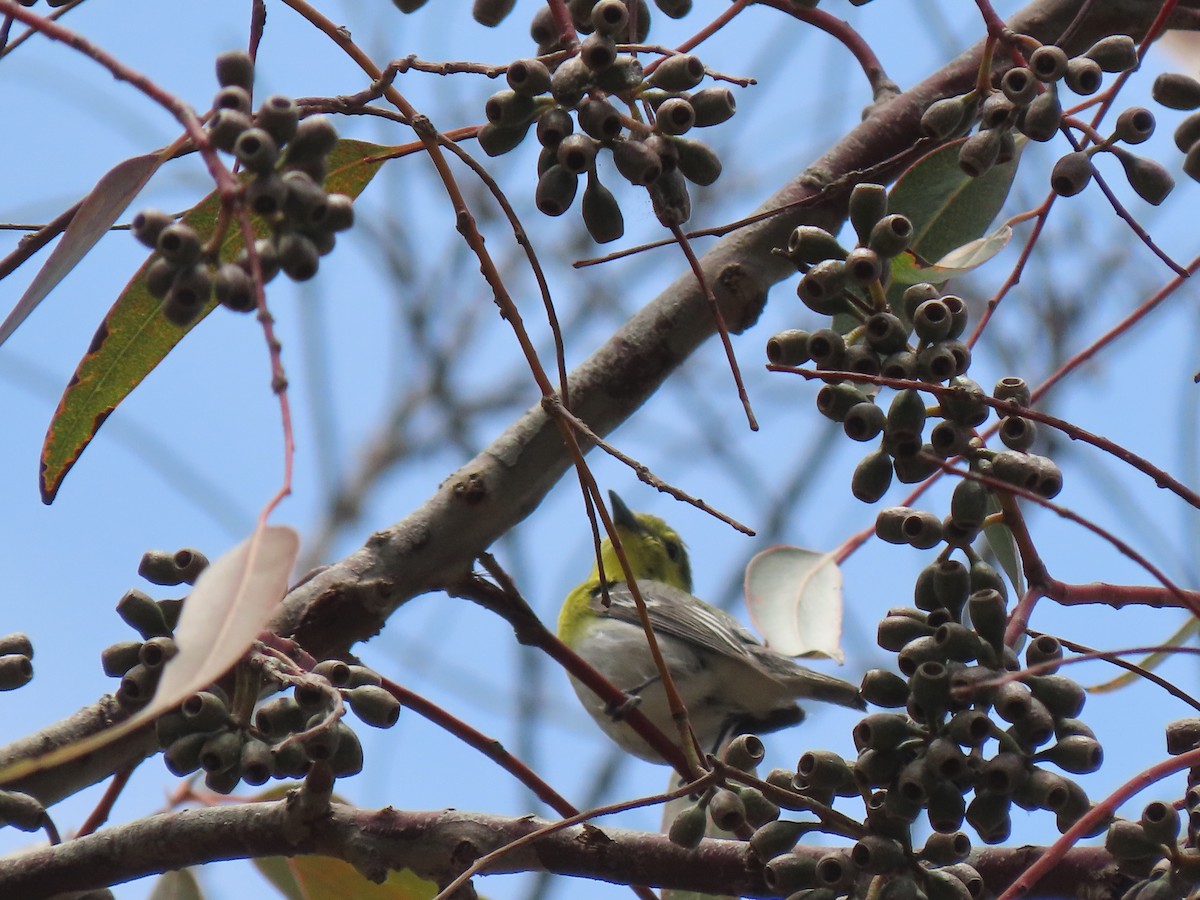 Sarı Gerdanlı Vireo - ML620584827