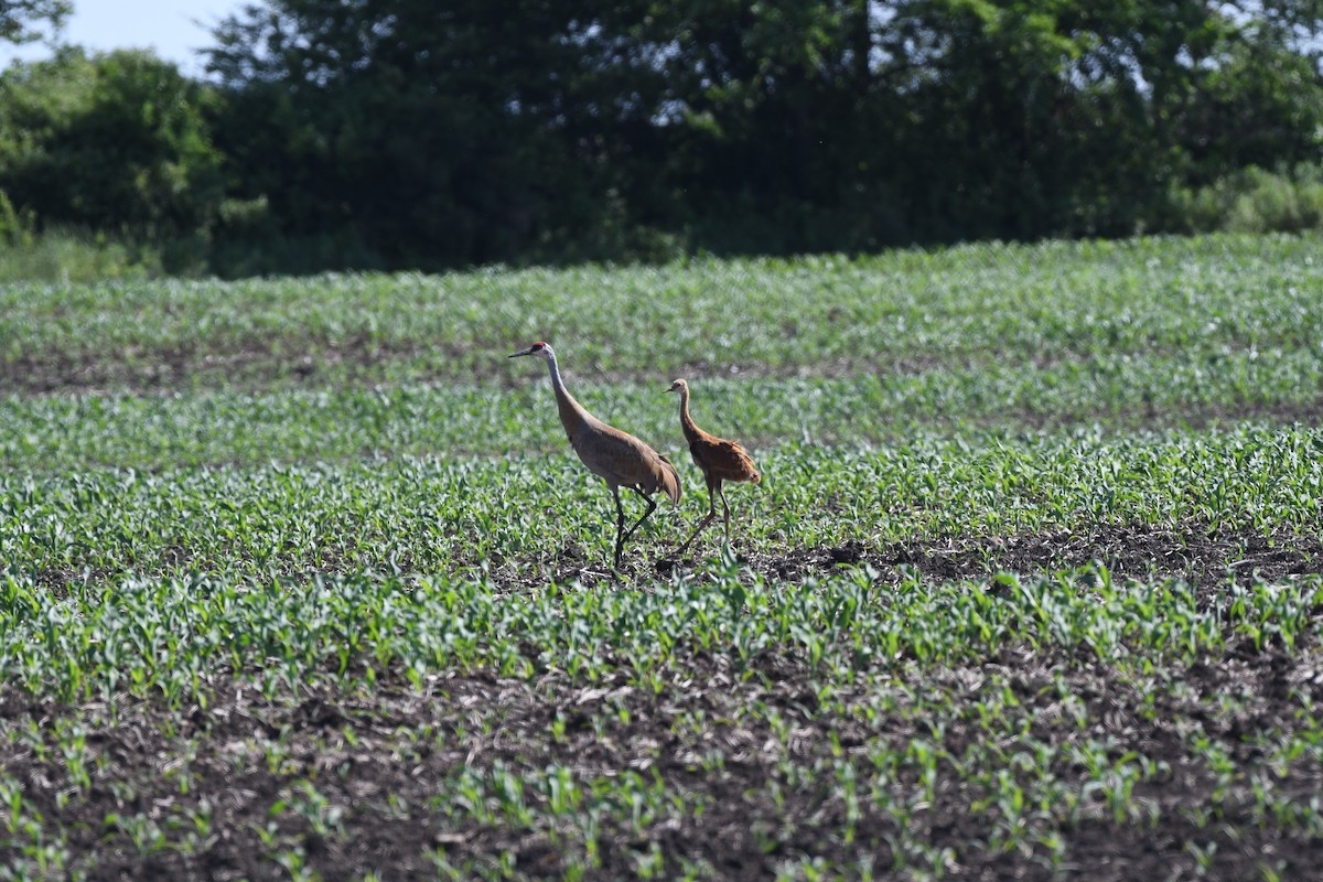 Sandhill Crane - ML620584838