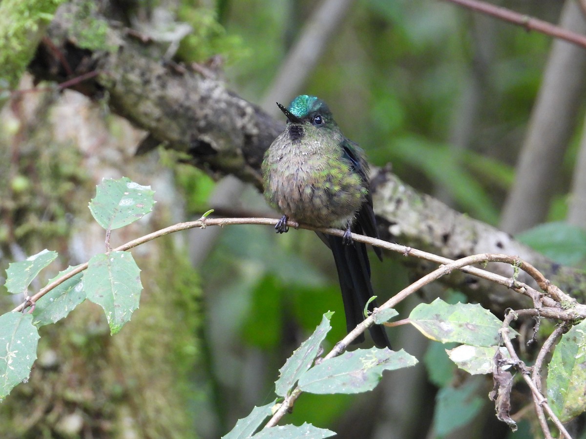 Violet-tailed Sylph - ML620584839