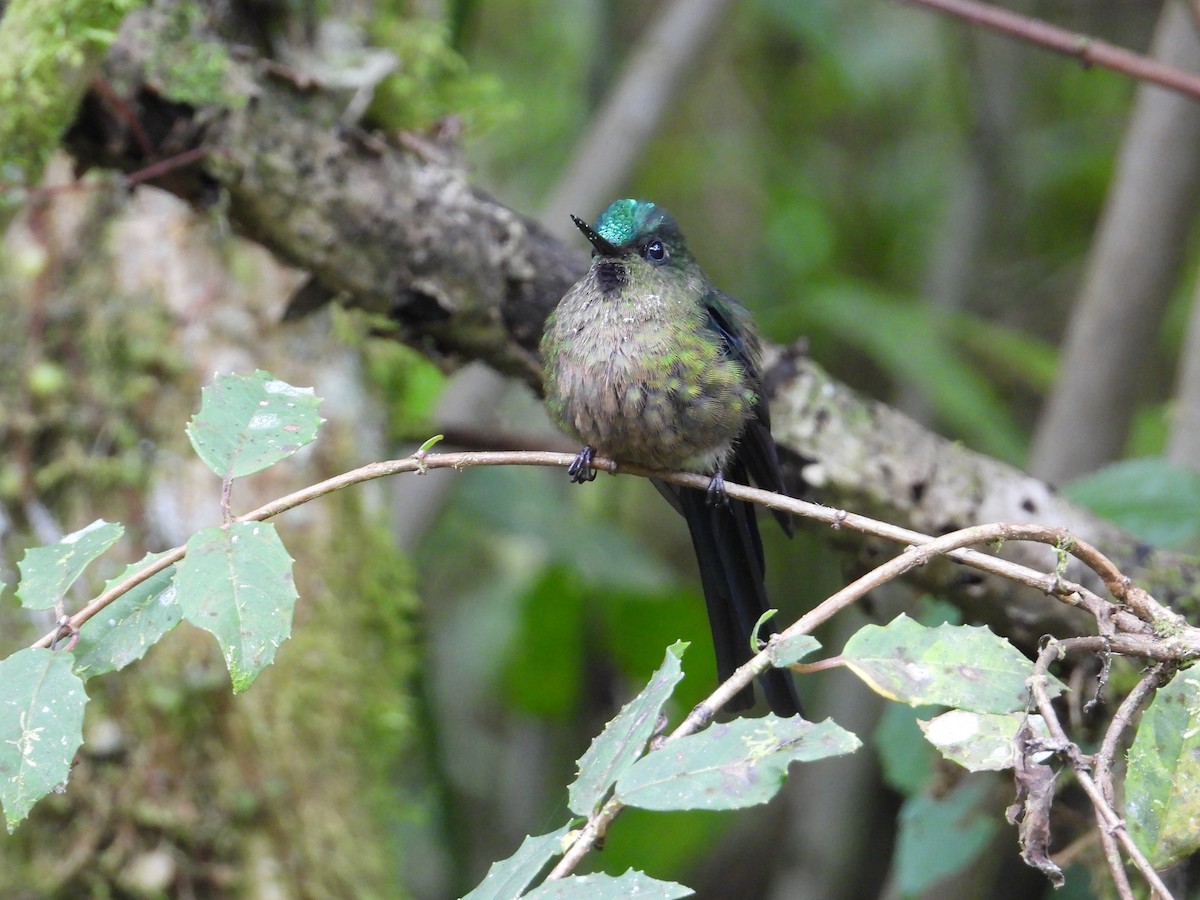 Violet-tailed Sylph - ML620584840