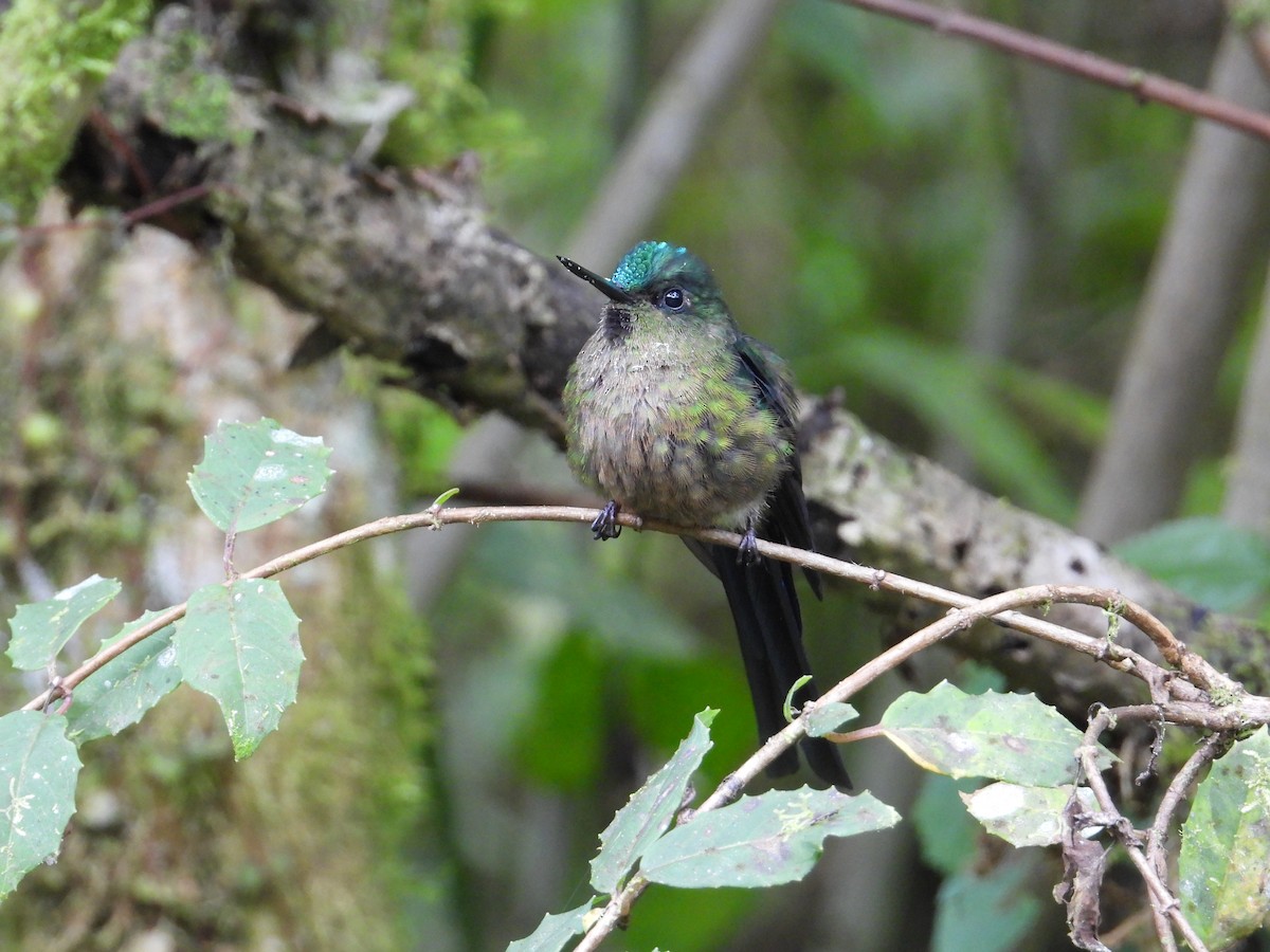 Violet-tailed Sylph - ML620584841