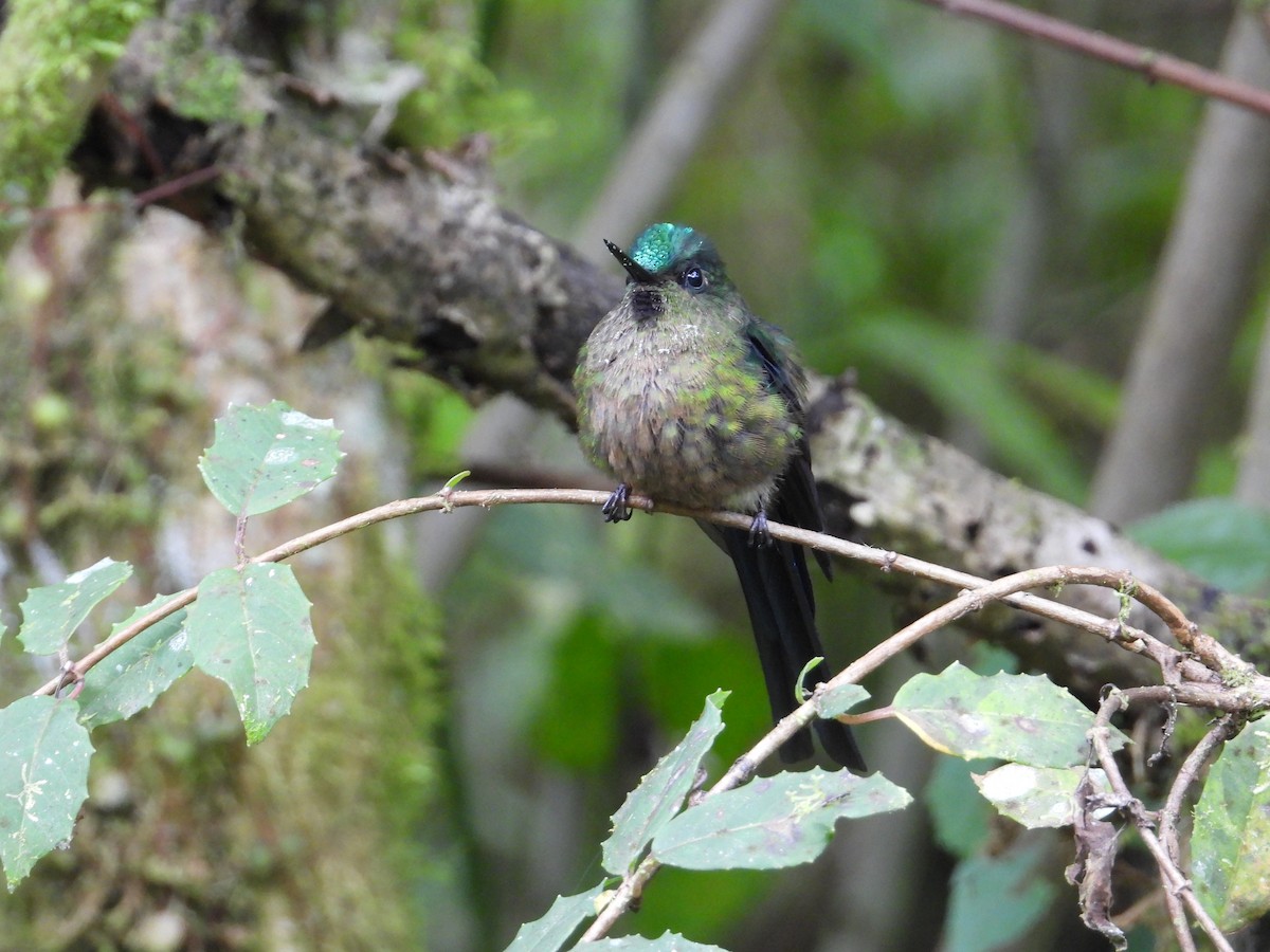 Violet-tailed Sylph - ML620584842