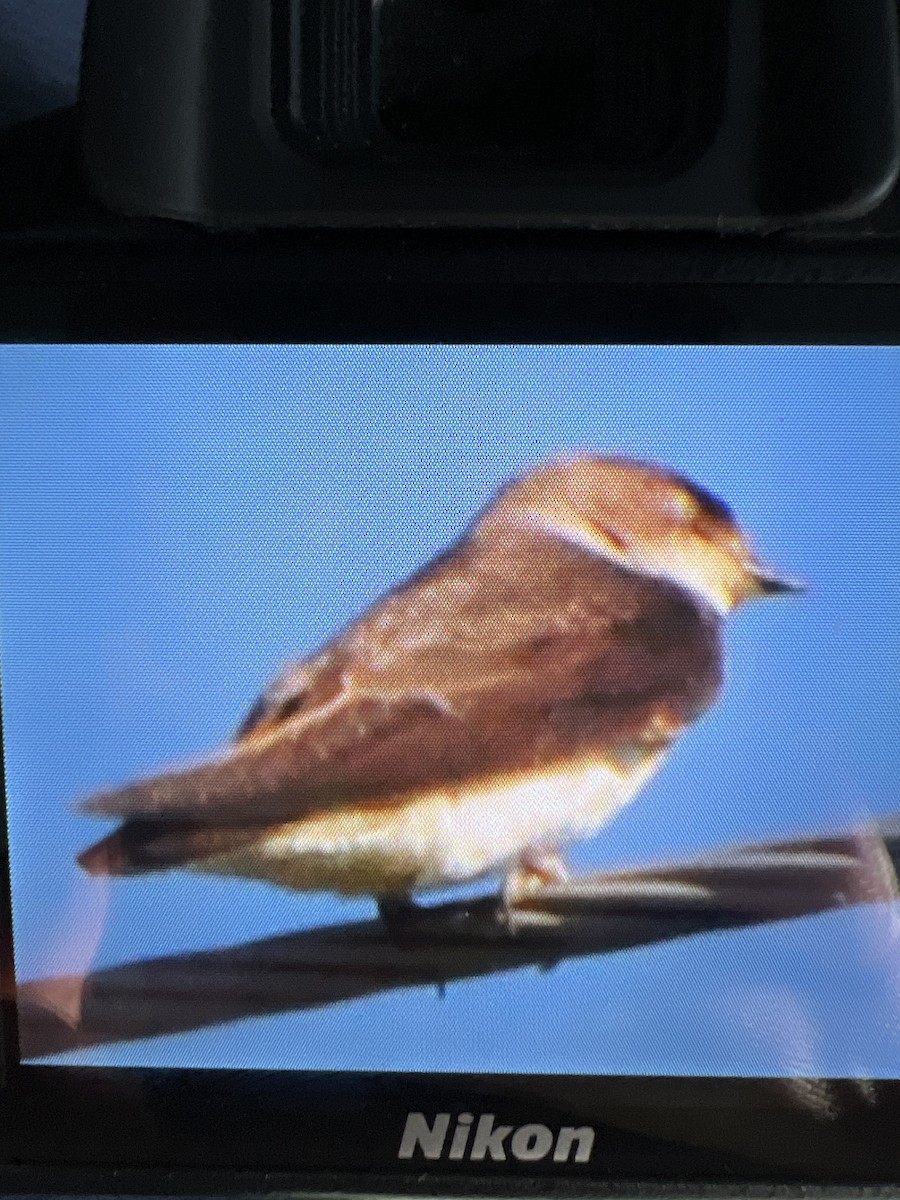 Northern Rough-winged Swallow - ML620584844