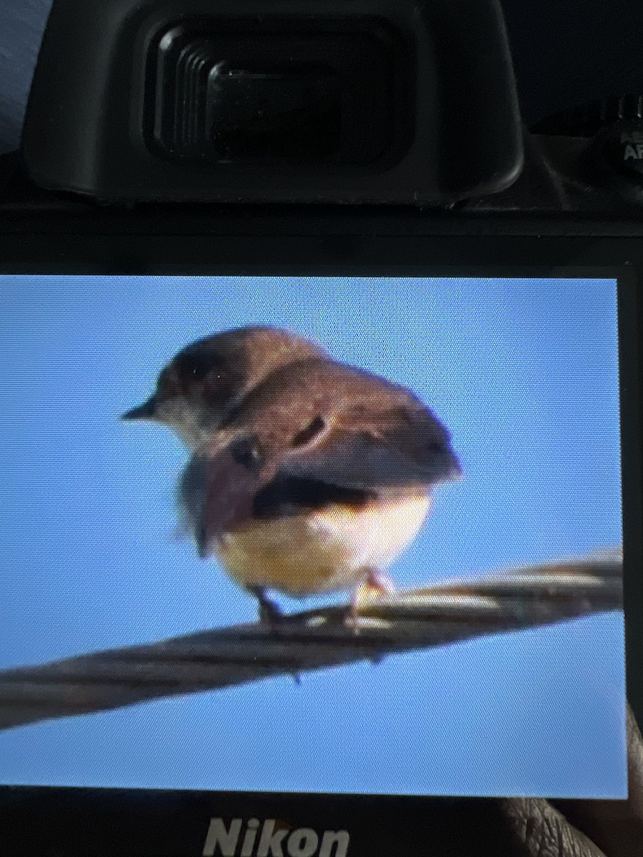 Northern Rough-winged Swallow - ML620584845