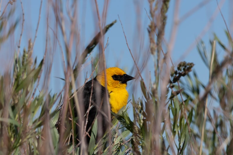 Yellow-headed Blackbird - ML620584849