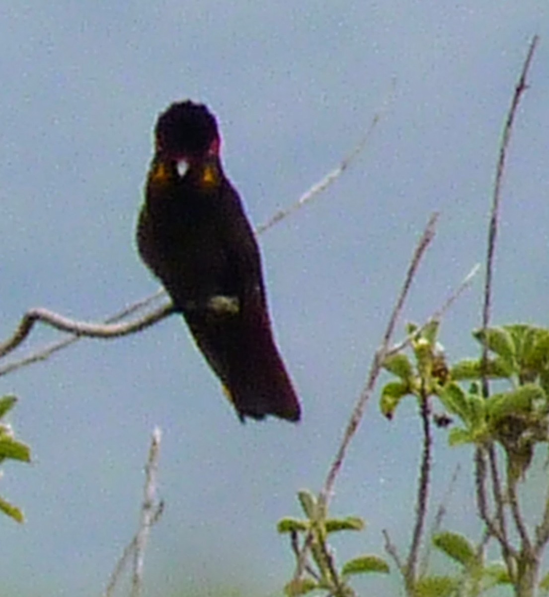 kolibřík červenohlavý - ML620584856