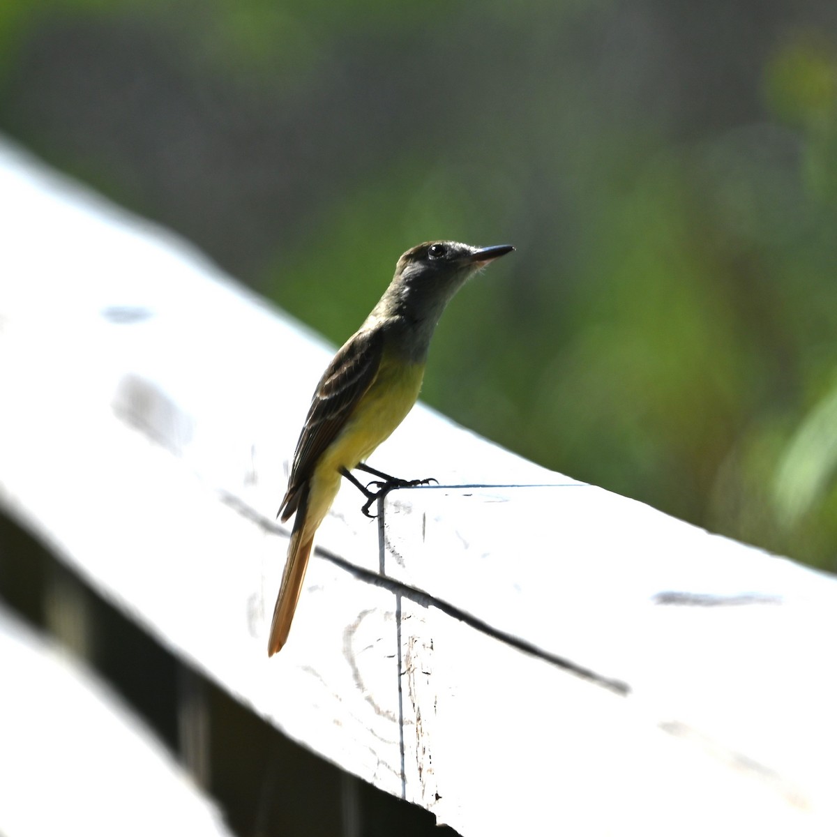 Great Crested Flycatcher - ML620584863