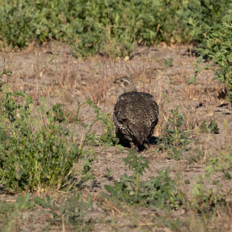 Greater Sage-Grouse - ML620584864