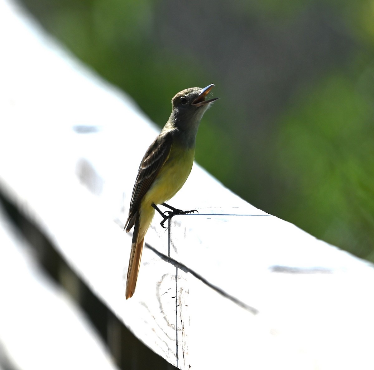 Great Crested Flycatcher - ML620584867