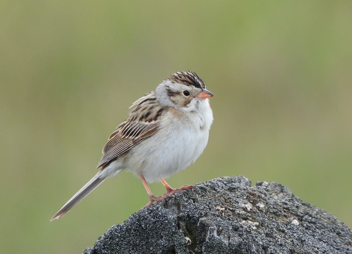 Clay-colored Sparrow - ML620584871
