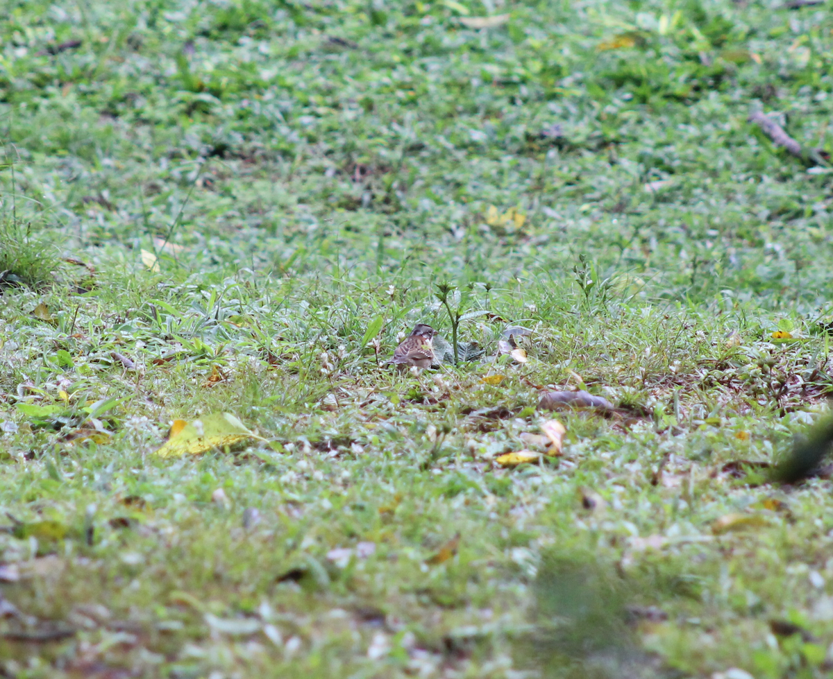 Rufous-collared Sparrow - ML620584874