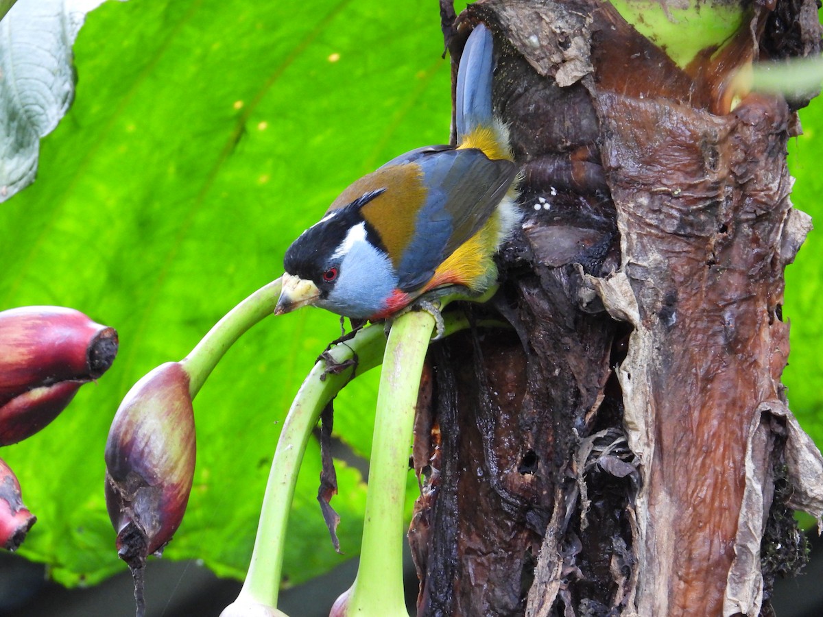 Toucan Barbet - ML620584887