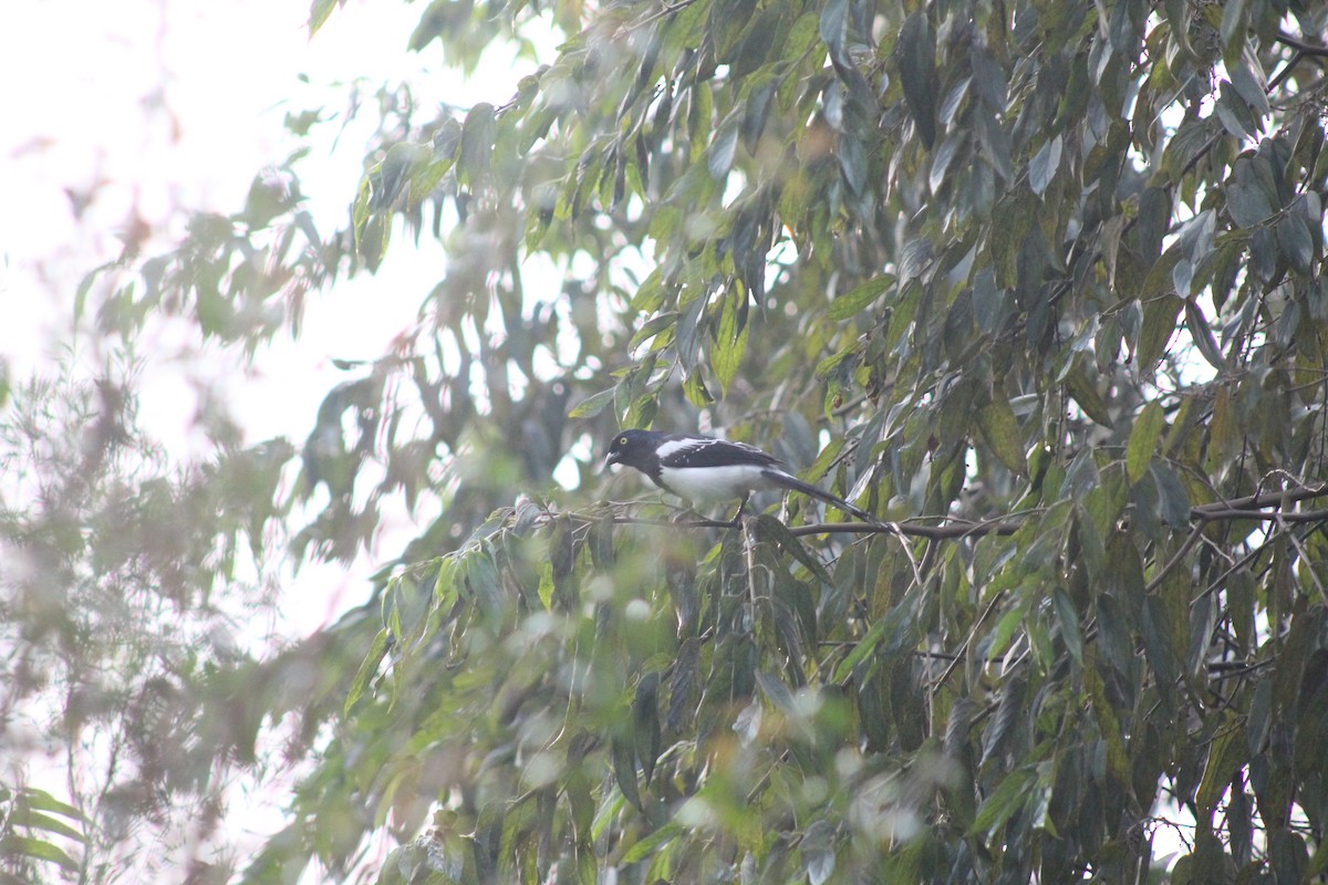 Magpie Tanager - ML620584888