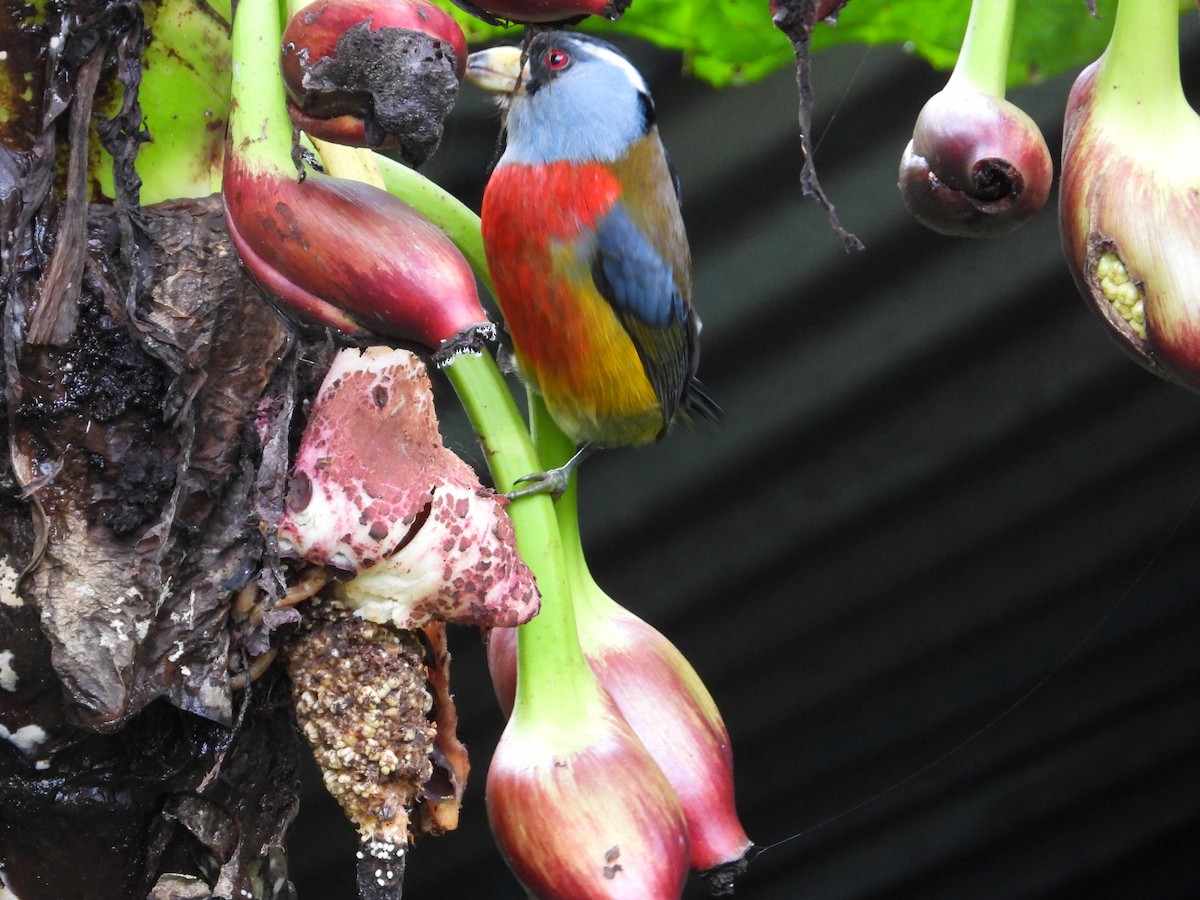 Toucan Barbet - ML620584897