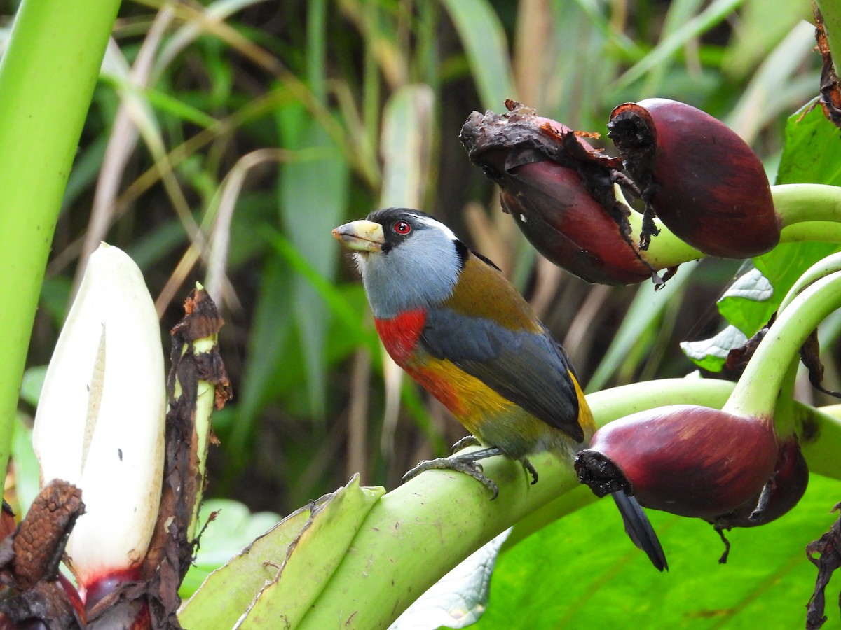 Toucan Barbet - ML620584899