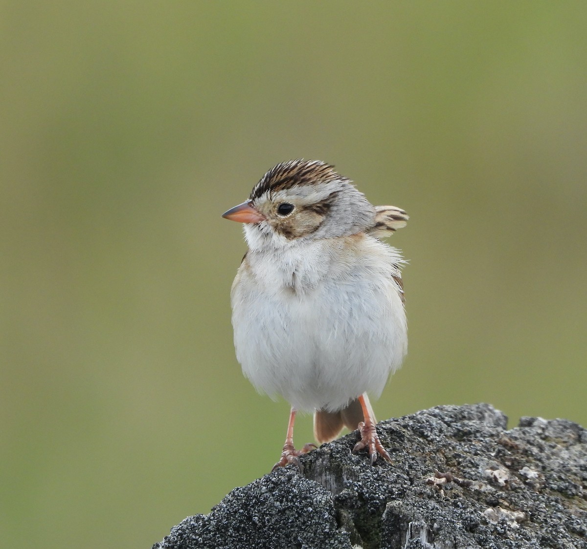Clay-colored Sparrow - ML620584900