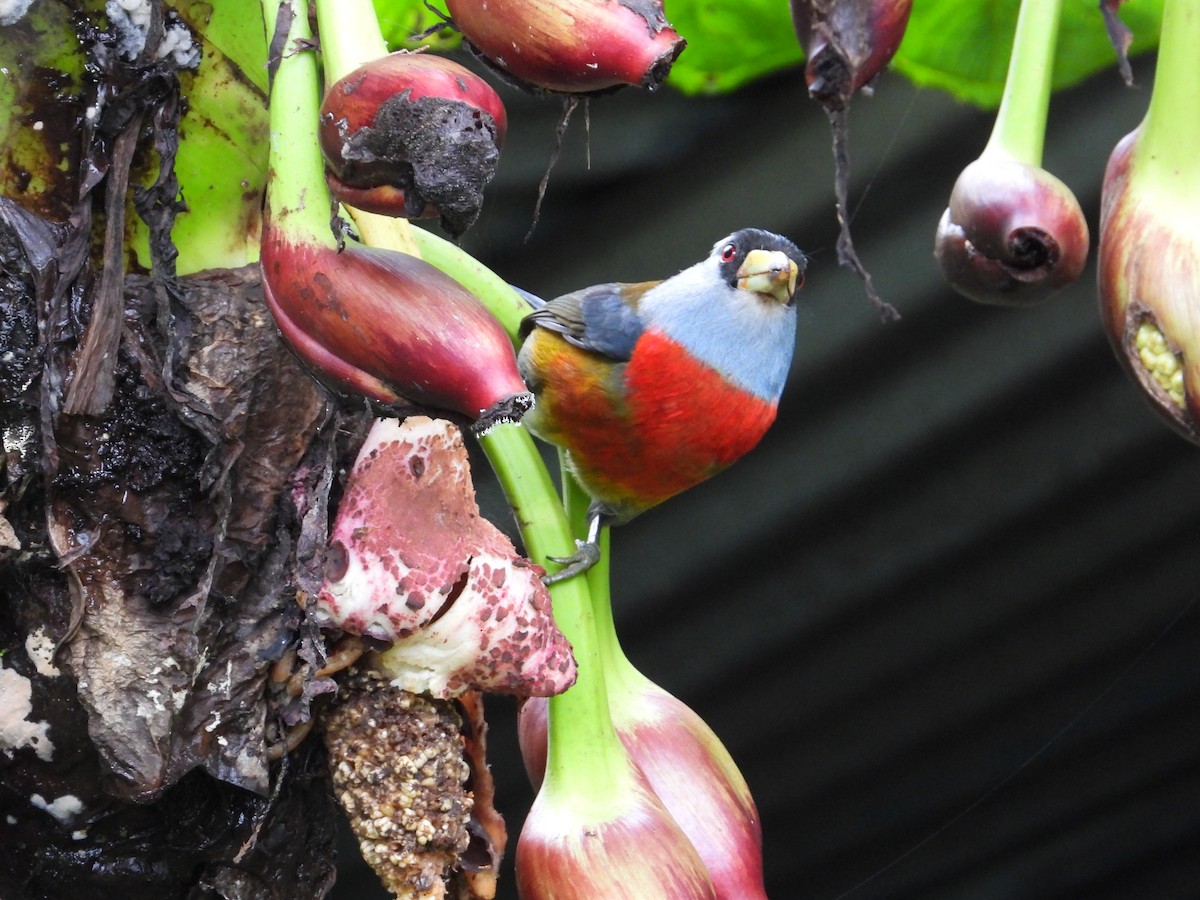 Toucan Barbet - Francisco Sornoza