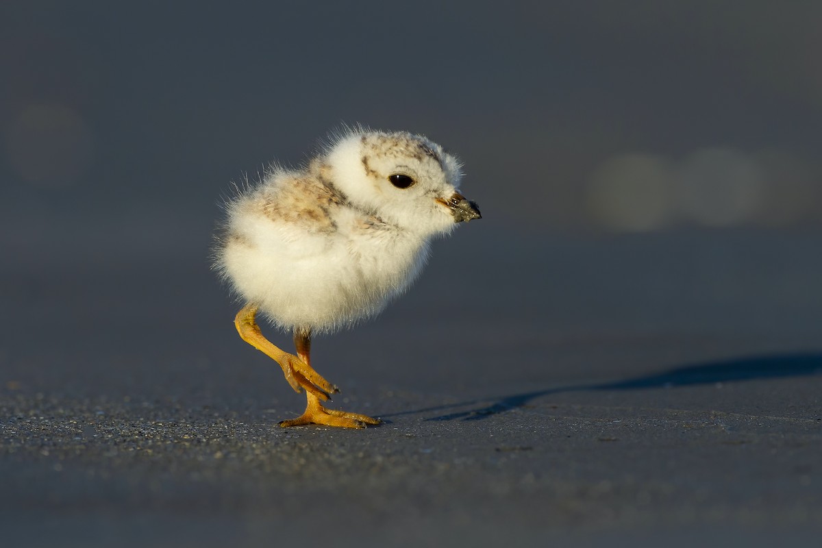 Piping Plover - ML620584926