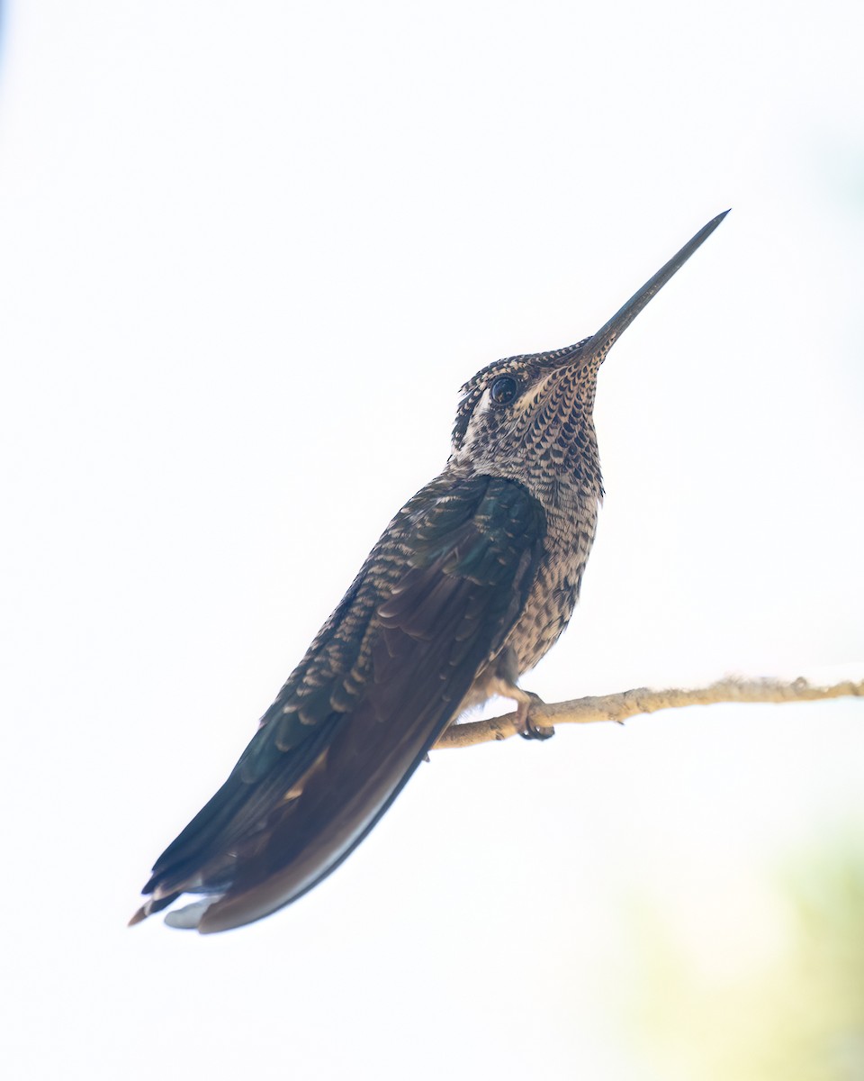 kolibřík skvostný - ML620584935