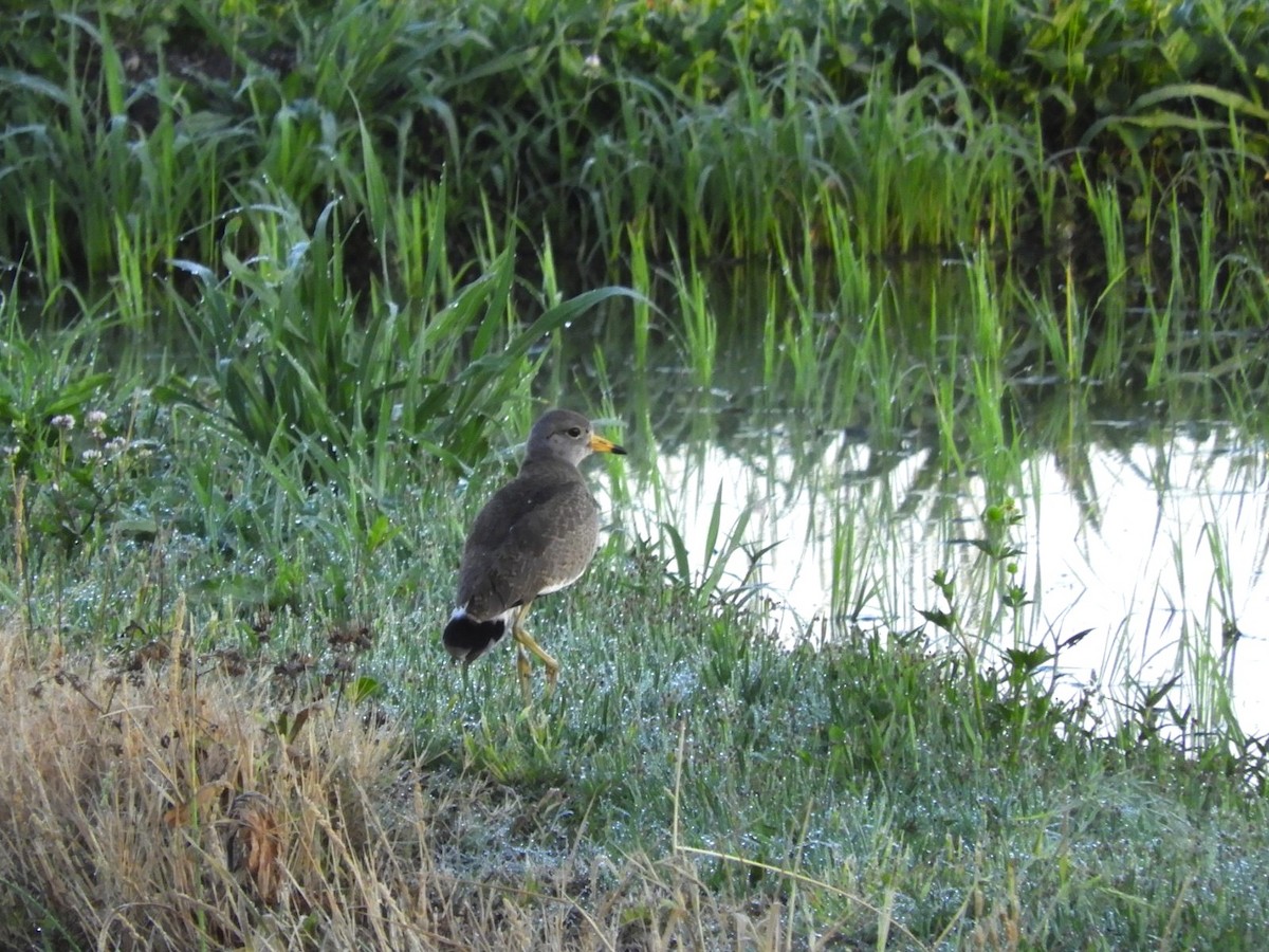 Gray-headed Lapwing - ML620584943