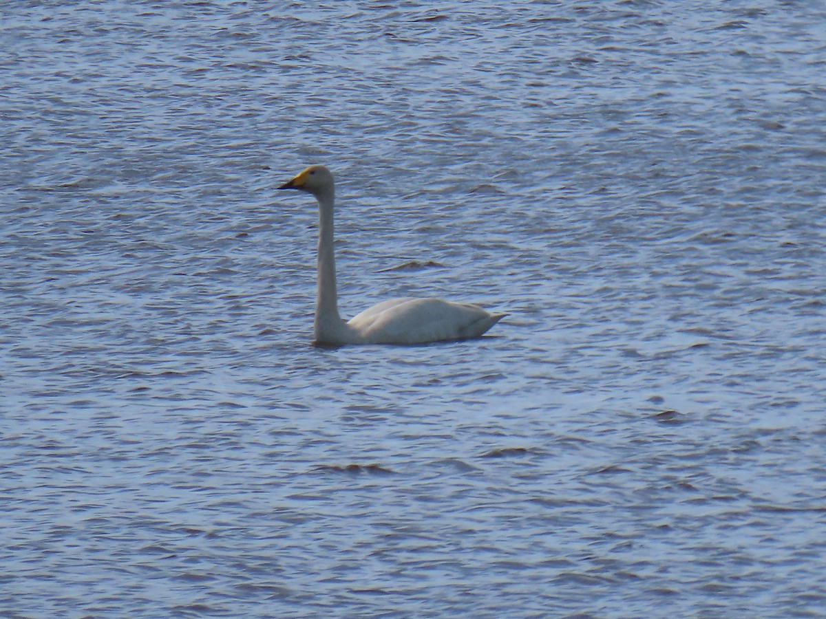 Whooper Swan - ML620584945