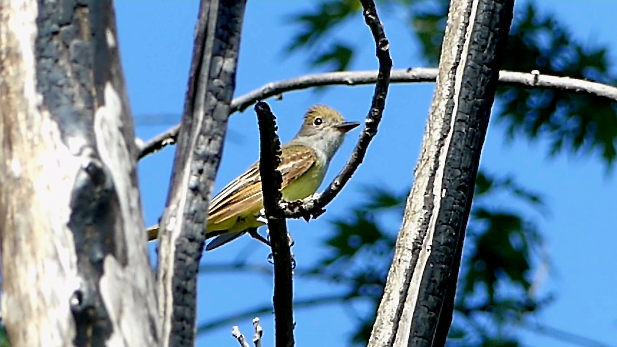 Great Crested Flycatcher - ML620584956