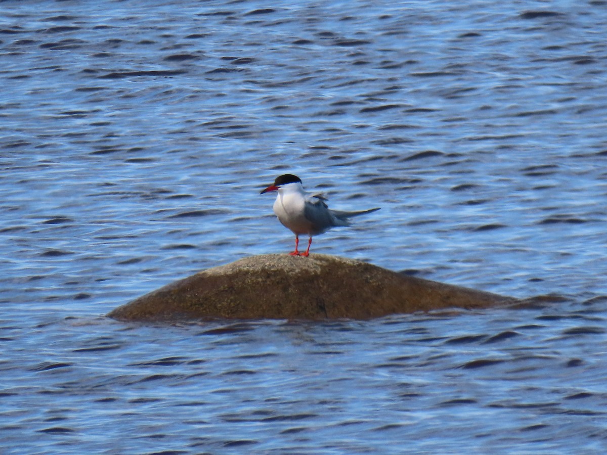 Common Tern - ML620584962