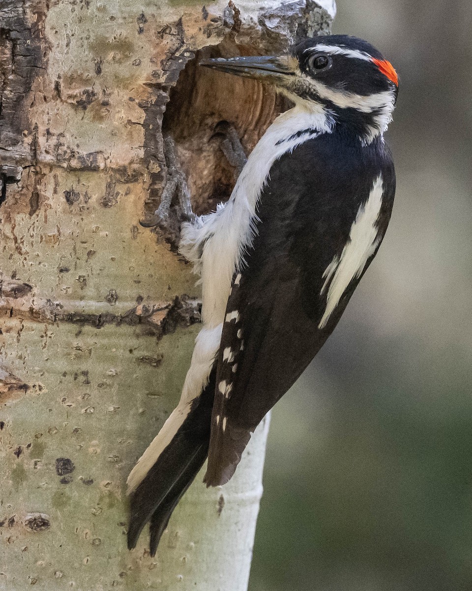 Hairy Woodpecker (Rocky Mts.) - ML620584966