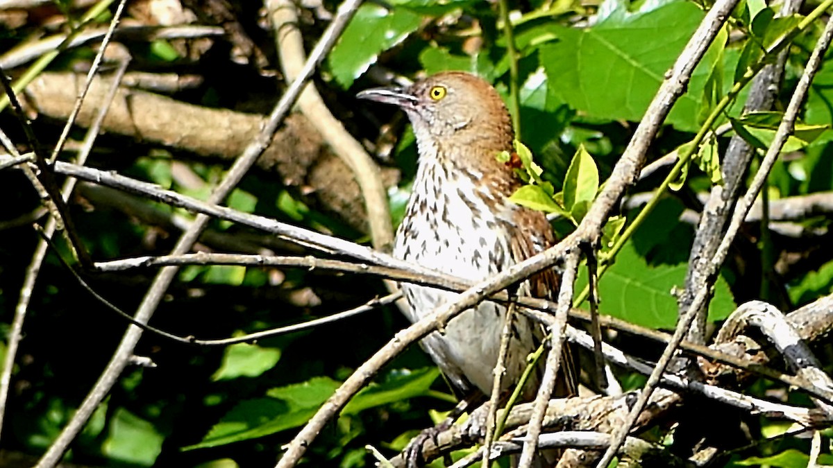 Brown Thrasher - ML620584968