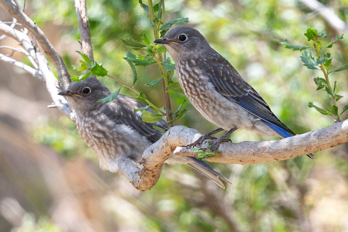 Western Bluebird - ML620584971