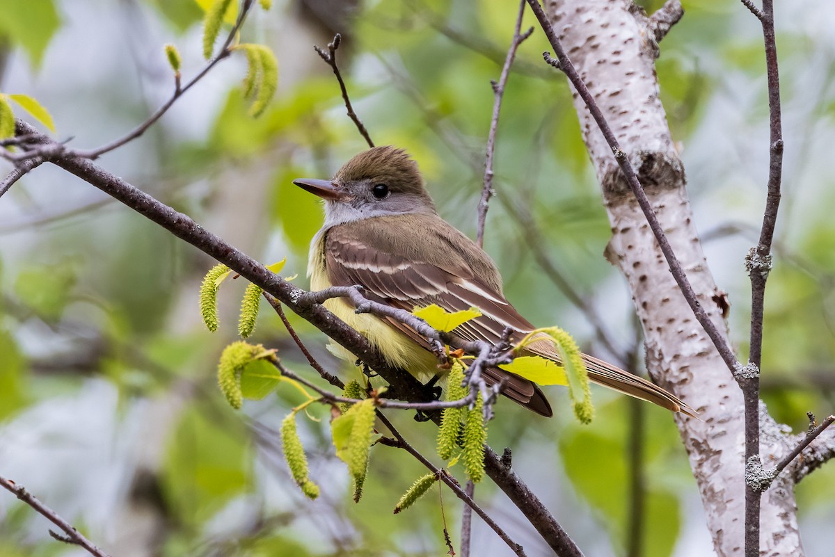 Great Crested Flycatcher - ML620584972