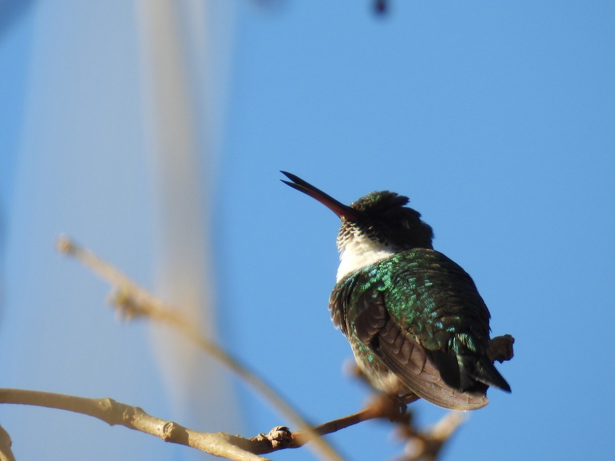 Colibri à gorge blanche - ML620584979