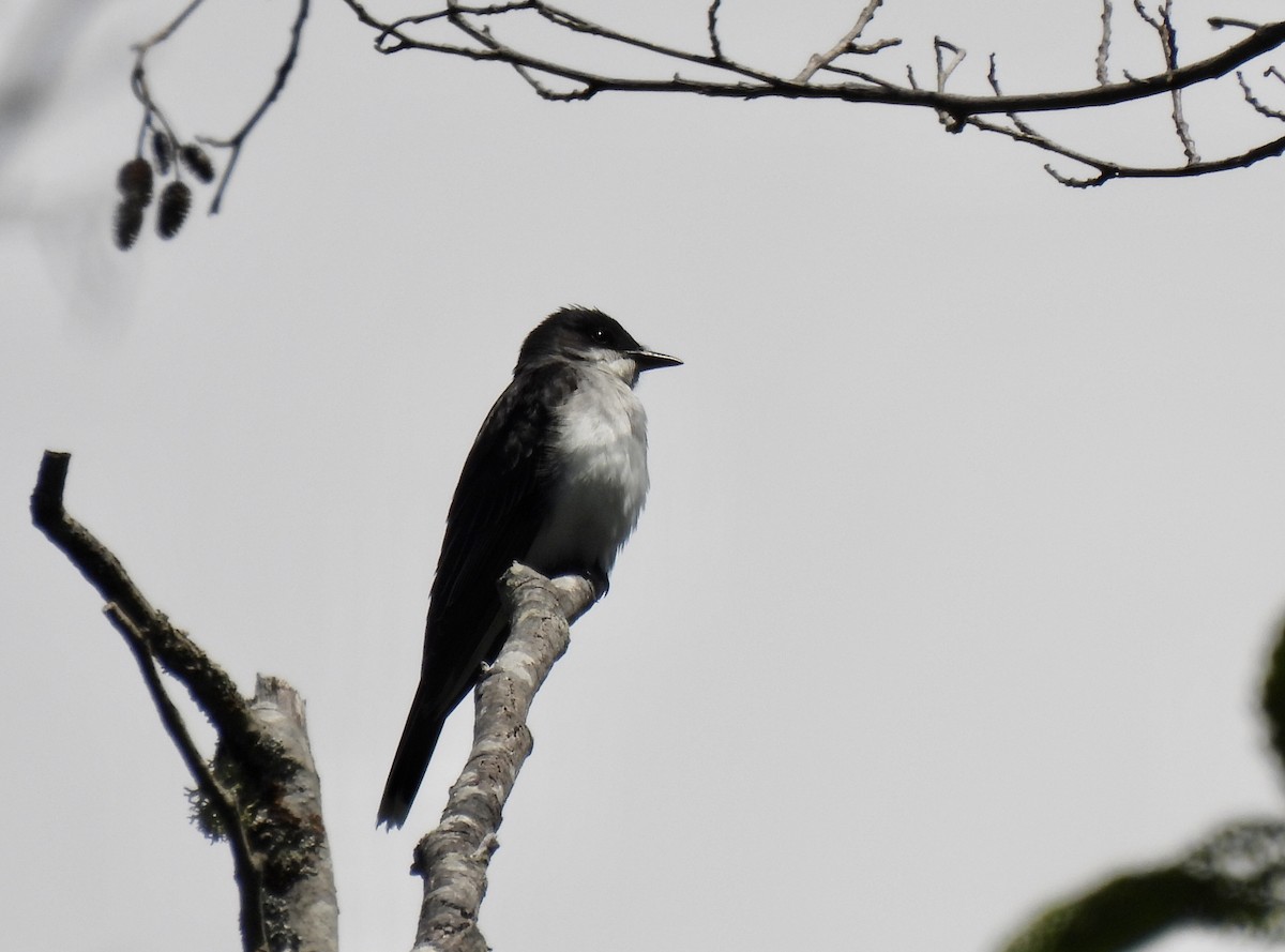 Eastern Kingbird - ML620584982