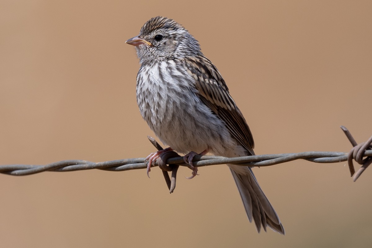 Chipping Sparrow - ML620584986