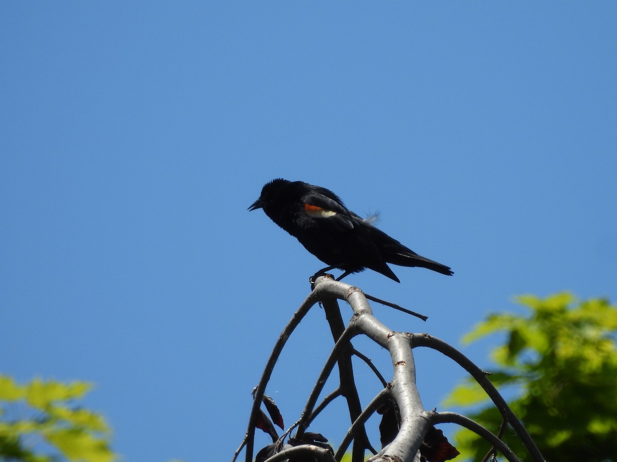 Red-winged Blackbird - ML620584987