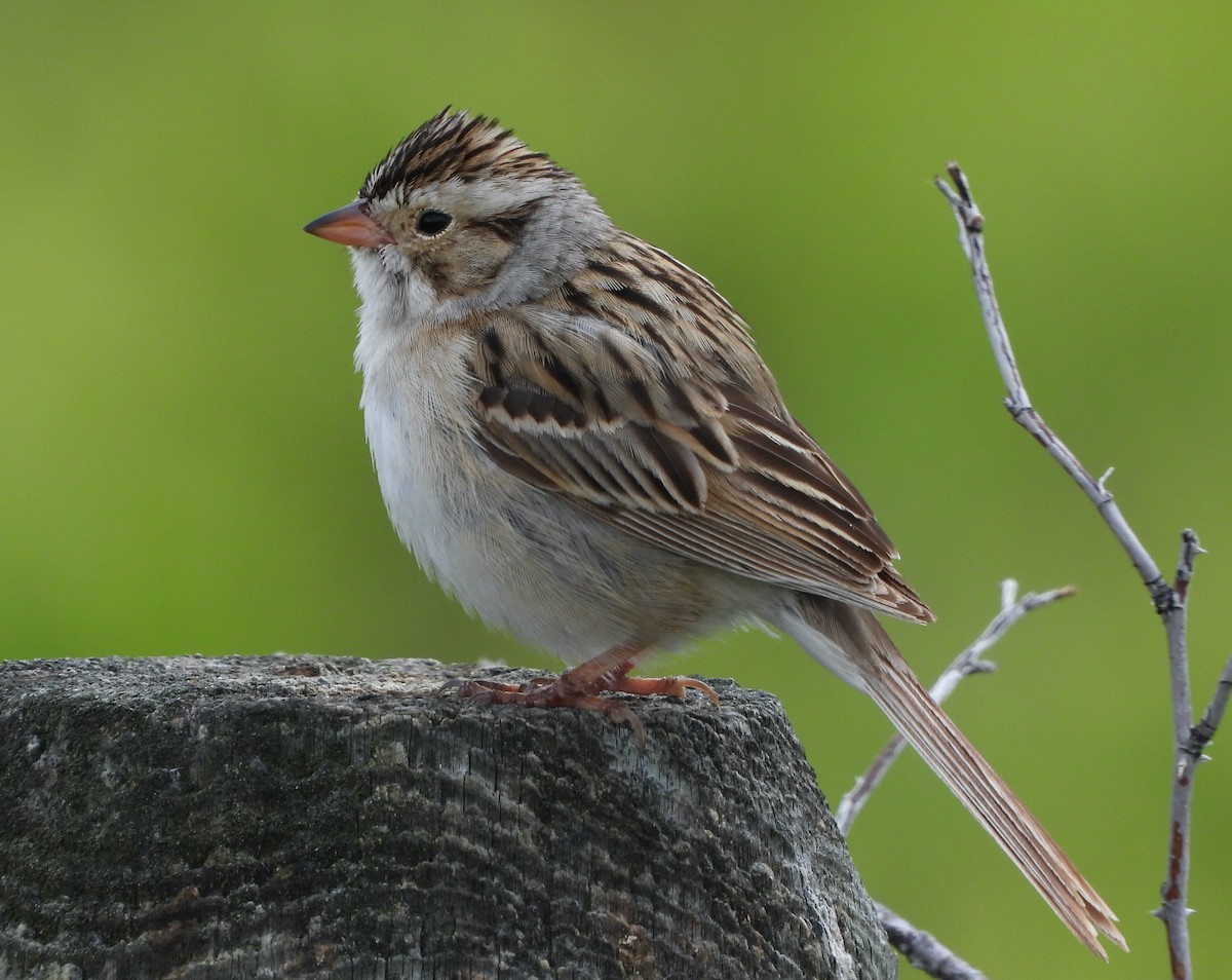 Clay-colored Sparrow - Marc-Andre Beaucher