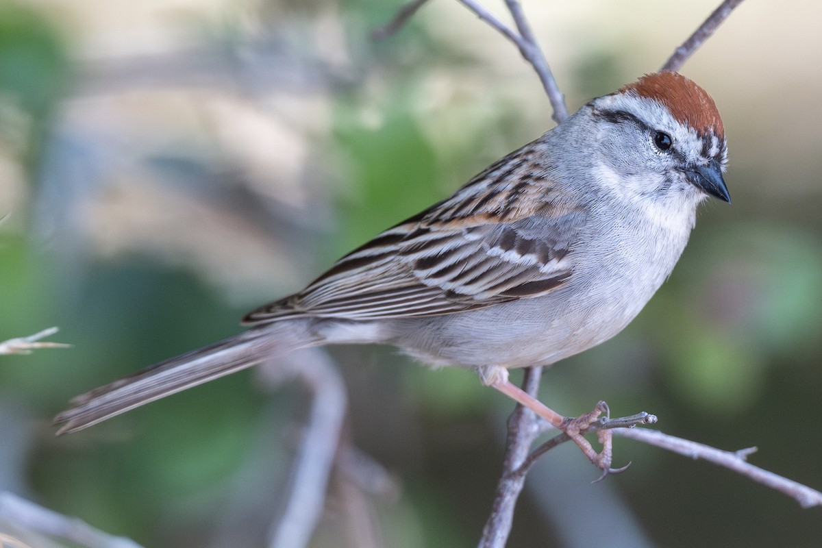Chipping Sparrow - ML620584989