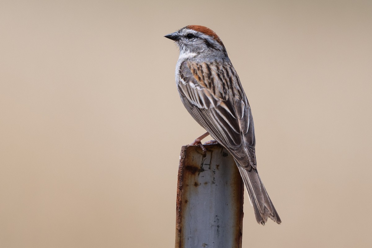Chipping Sparrow - ML620584994