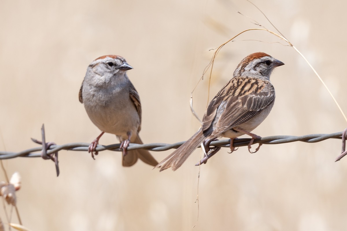 Chipping Sparrow - ML620584998