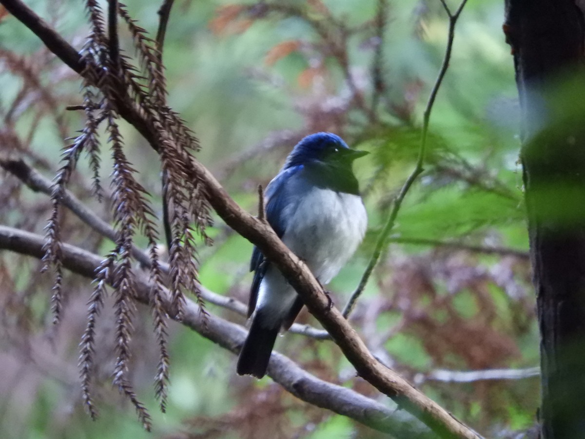 Blue-and-white Flycatcher - ML620585003
